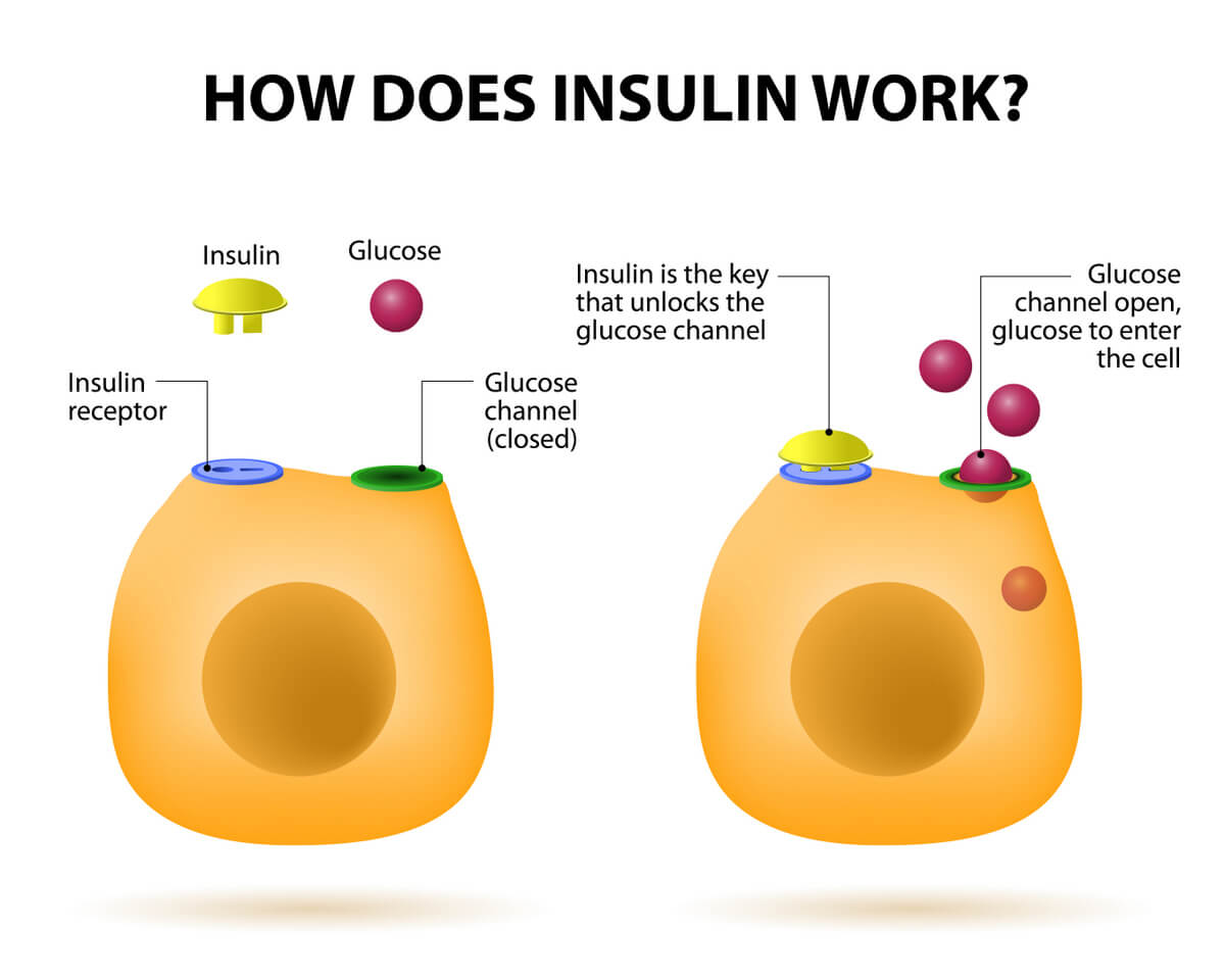 insulin-resistance-the-real-reason-why-you-aren-t-losing-weight