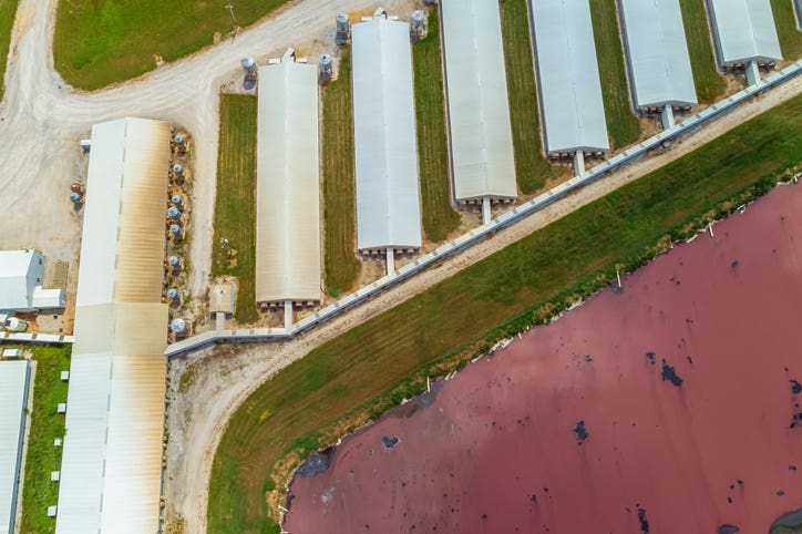 A high-overhead view of a Concentrated Animal Feeding Operation with manure pits and runoff visible around buildings