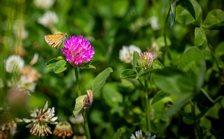 A butterfly or moth on a red clover in a yard