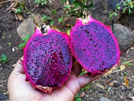 purple dragon fruit cut in half