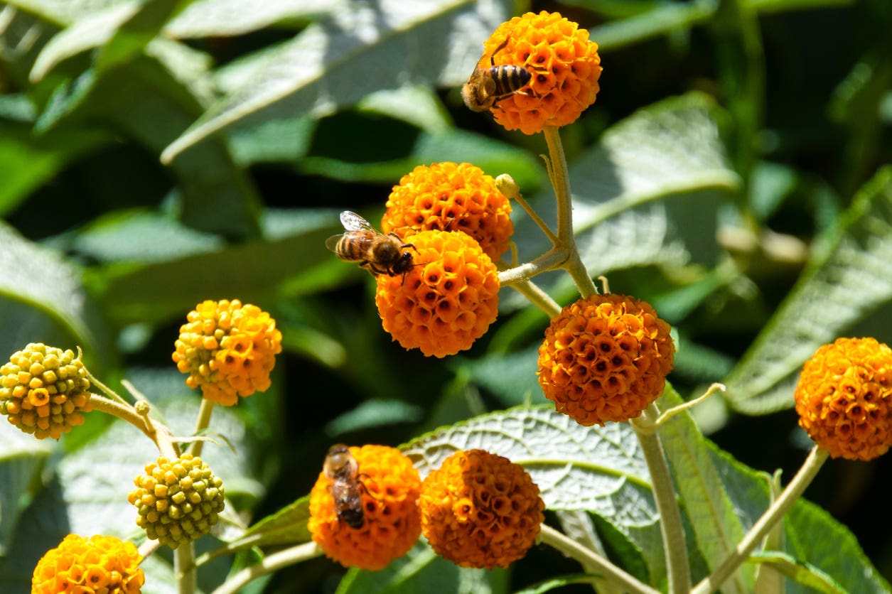 A bee on an orange ball tree flower pollinating