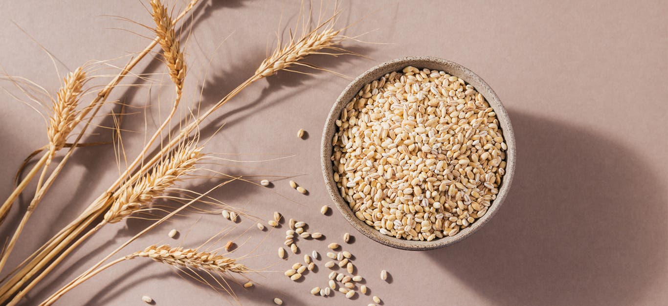 stalks of barley plant laid beside a bowl of barley kernels, with some kernels scattered beside the bowl, on a light lilac background