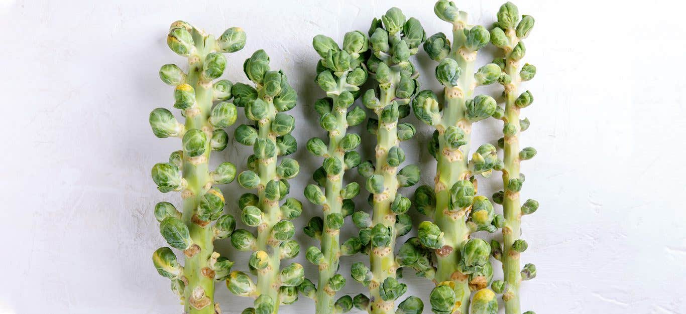 Six stalks of Brussels sprouts on a white background