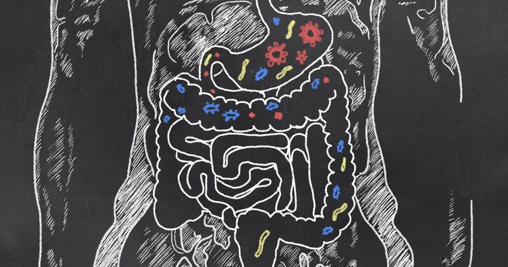 gut bacteria