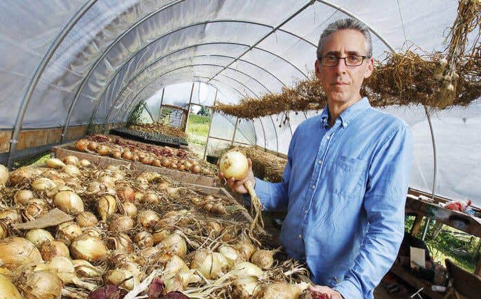 Doctor Weiss in a green house standing in front of bins of red and white onion