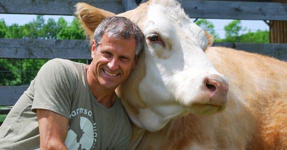 Happy man sits face to face with a gold and white cow