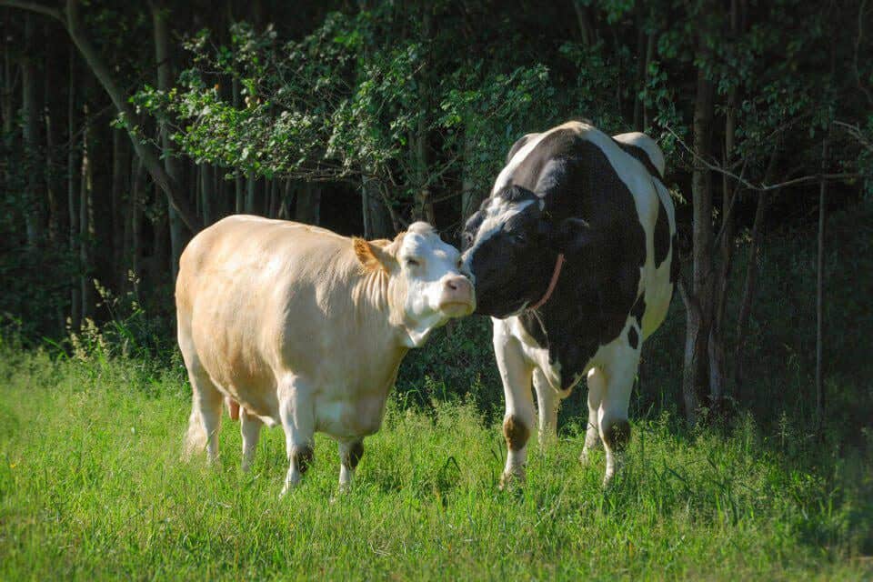 Two cows kissing in a pasture near trees