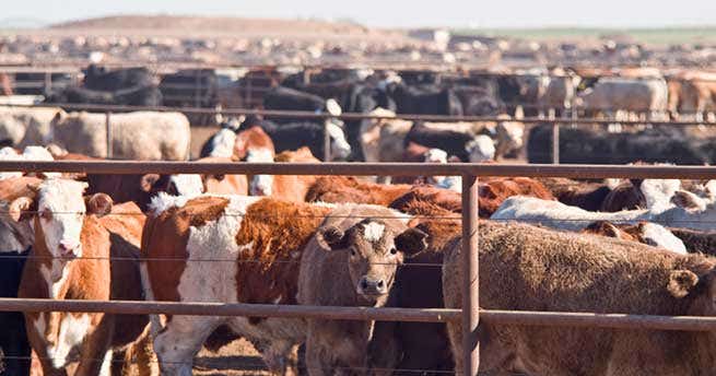 Countless brown and white cows stand behind a fence outside