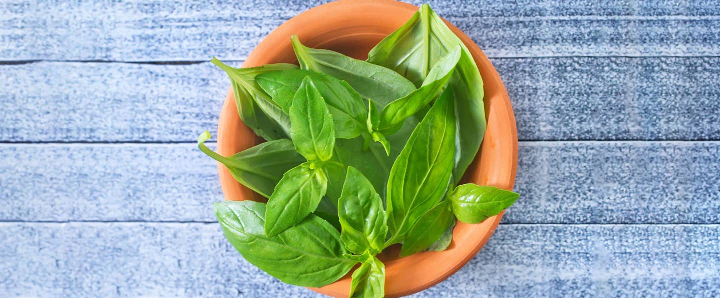 basil ingredient iq 2