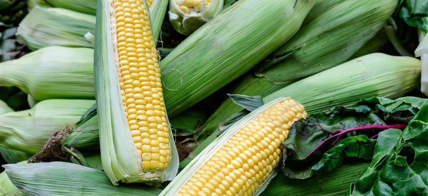 Fresh ears of picked corn and a few leaves of chard