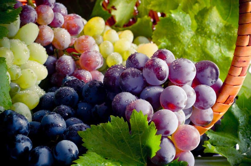 A lush Close-up of green, black, and purple grapes covered in water drops