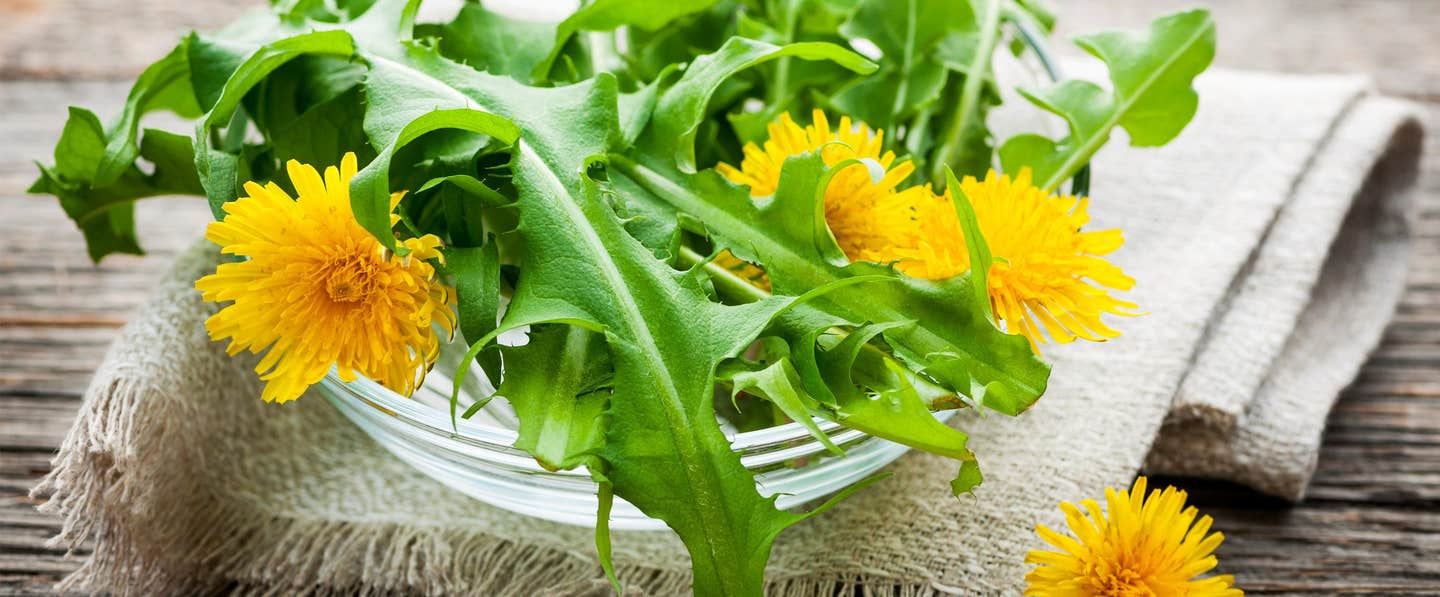 Dandelion flowers and leaves in a glass bowl resting on a folded town