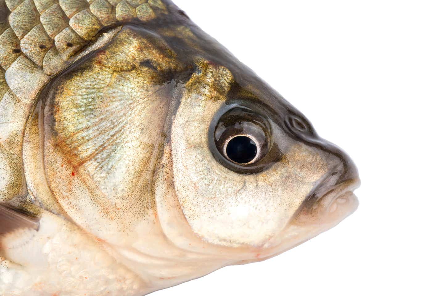 Is eating fish healthy?