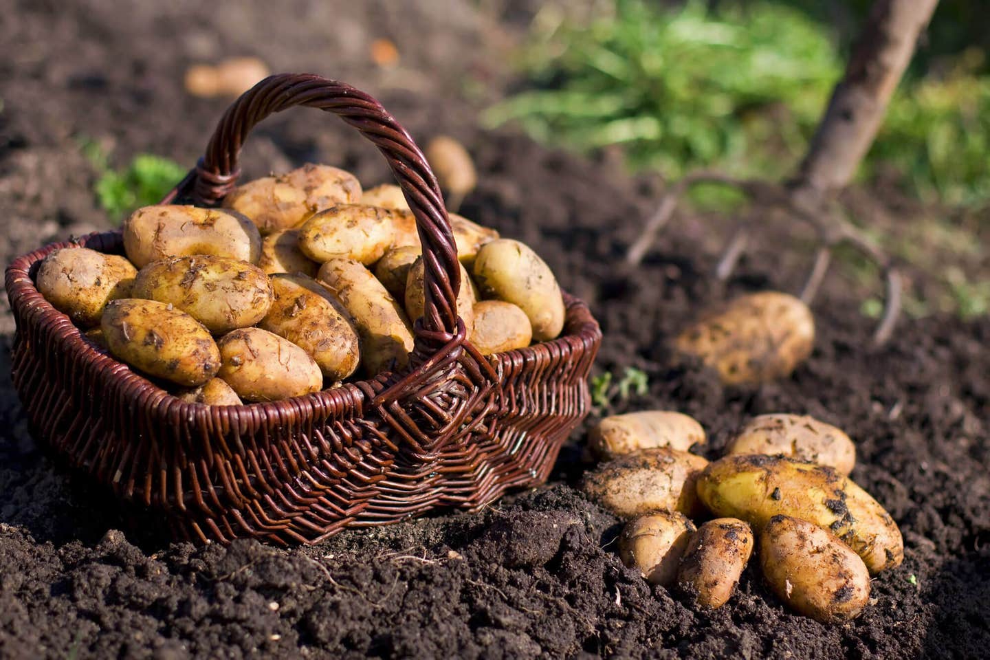 A potato patch with newly dug potatoes in a basket in the foreground and a pitch fork in the background