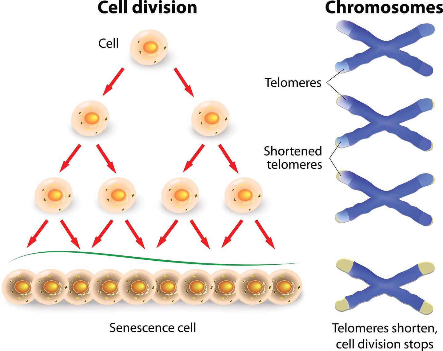 Telomeres ends serve to protect the coding DNA of the genome. When a telomeres shorten to critical lengths, the cell senescence and die off.